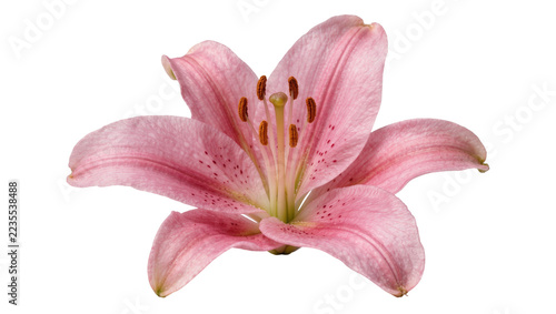 Fotografie Soft pink lily flower with dark brown stamens and spotted petals