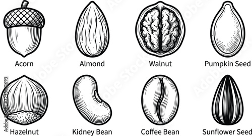 Nuts and Seeds Engraved Vector Illustration Set with Almond, Walnut, Hazelnut, Acorn, Pumpkin Seed, Sunflower Seed, Coffee Bean and Kidney Bean