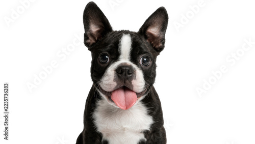 Fotografie Happy Boston Terrier puppy with tongue out, isolated on transparent background