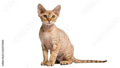 Obraz na plátně Curious Devon Rex cat with wavy fur sitting attentively, isolated on transparent