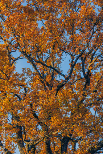 Dense oak canopy with golden autumn leaves against clear blue sky, sunlit twisting branches and textured foliage vertical view from ground up to treetop in warm seasonal landscape scene for nature use