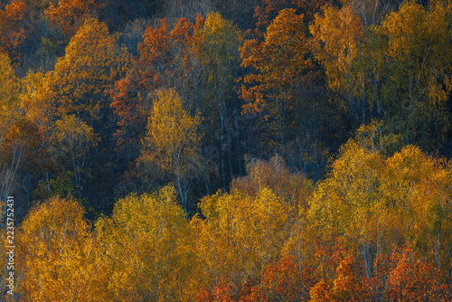 Autumn forest landscape in Duksta Valley, Lithuania