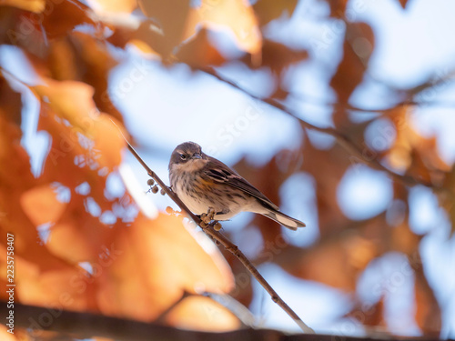 Fotografie a yellow rumped warbler in a tree