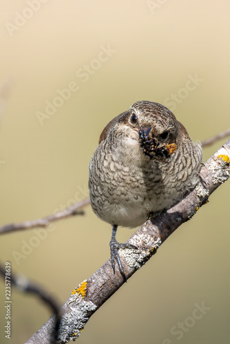 Fotografie Juvenile red-backed shrike with insect prey