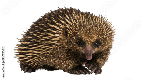 Fotografie Spiny echidna with sharp claws and long snout, isolated on transparent backgroun
