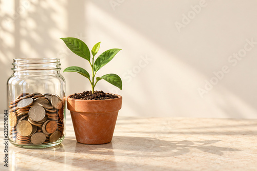 Savings Jar and Green Seedling in Sunlight