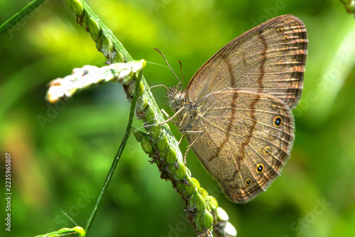 Brown butterfly perched on green plant stem with eyespots on wings