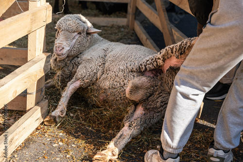 Obraz na plátně An uncooperative domestic sheep (ram) resists being pulled out of its wooden pen by a handler, lying down stubbornly on the straw-covered ground