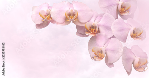 pink orchid flower