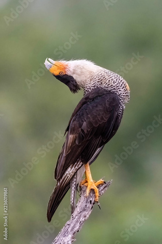 Crested caracara displaying head-throwback display 