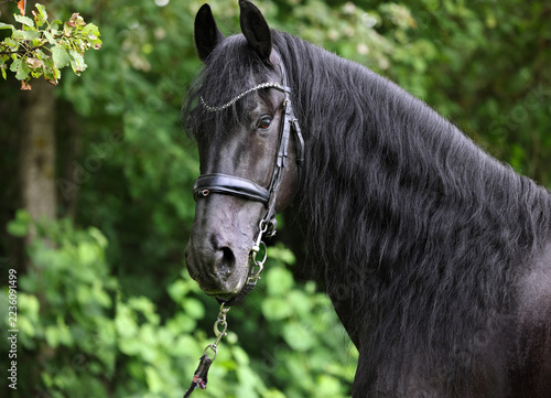 Beautiful black friesian horse galloping in nature background