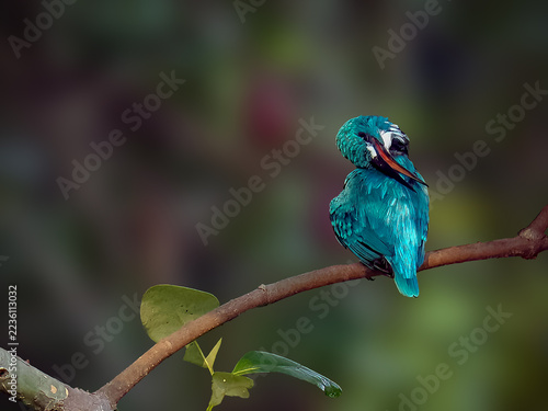 close-up wildlife photograph of a Cerulean Kingfisher (Alcedo coerulescens) perched on a thin tree branch, actively preening its feathers