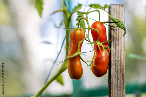 Obraz na plátně Close up of two elongated red and orange tomatoes ripening on a green vine beside a wooden stake, fresh homegrown vegetables growing naturally in a sunny summer garden