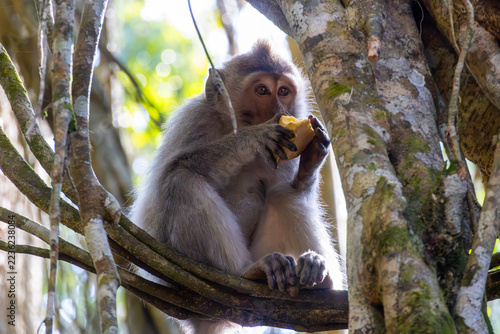 Canvas Print BALI, INDONESIA - OCTOBER 16, 2026: Long-tailed macaque eating food while sitting on a tree branch in Ubud, Bali