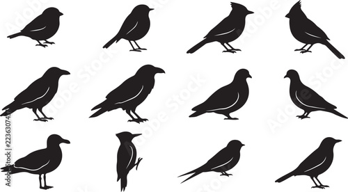 Set of various wild bird silhouettes isolated on white background