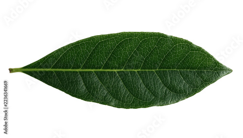 Obraz na plátně Single elongated green leaf with visible veins and smooth texture