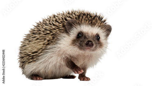 Fotografie Small African pygmy hedgehog with brown and white spiky quills