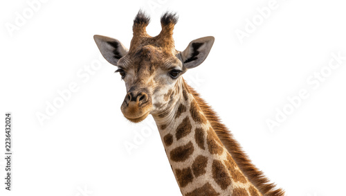 Close-up portrait of a giraffe head with brown spots, isolated on transparent background
