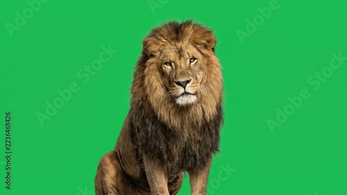 Majestic male lion sitting proudly against a vibrant green screen background, showcasing its impressive mane and powerful presence in a studio setting