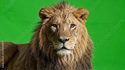 Majestic male lion portrait with piercing gaze against a vibrant green background in studio lighting