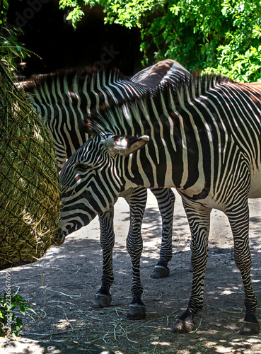 Grevy zebras eating hay. Latin name - Equus grevyi	