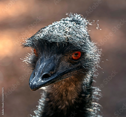 Ostrich emu`s head. The biggest australian bird. Latin name - Dromaius novaehollandiae