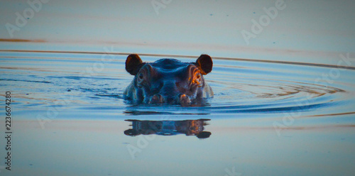 Hippopotamus lurking in water, Africa