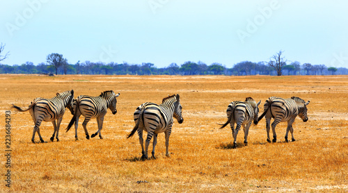 Small Herd of Zebra walking across the dry yellow African Savannah, with tree-line woodland in the distance, there is a pale blue hazy sky. Hwange National Park, imbabwe