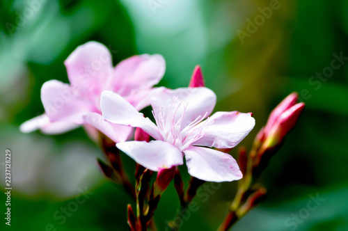 Nerium oleander, APOCYNACEAE or APOCYNOIDEAE or Nerium indicum Mill or Nerium odorum Aiton or Nerium oleander L or Rose Bay or Sweet Oleander or pink flower