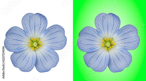 Fotografie A delicate light blue flower with five petals isolated on a white background, fo