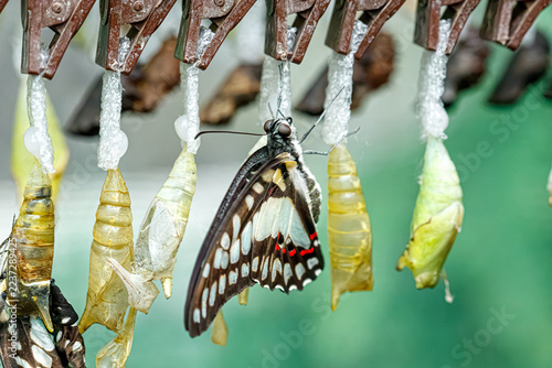 Fotografie Newly emerged swallowtail butterfly hanging on chrysalis pupa row