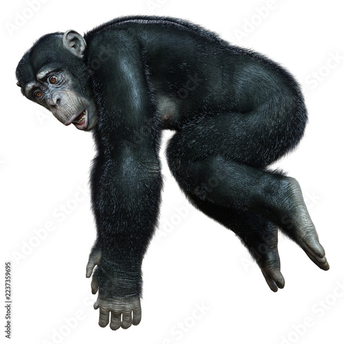 Wall Mural 3D Rendering Chimpanzee on White