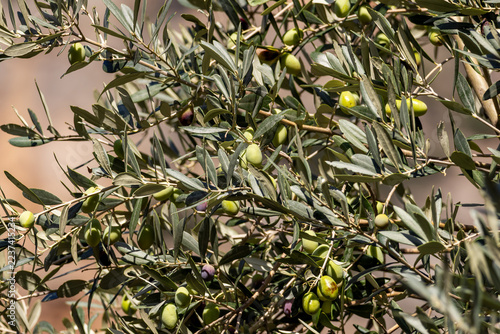 Olive tree branches with fruits and leaves, Mallorca, Balearic Islands, Spain, Europe