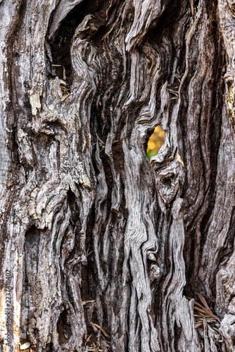 The trunk and bark of an old olive tree, Mallorca, Balearic Islands, Spain, Europe, Europe
