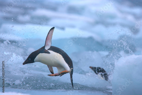 Adelie penguins among the sea ice near Antarctica