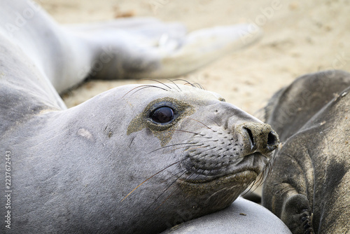 Northern Elephant Seal Mirounga angustirostris with large eye in close-up of face relaxing on summer beach