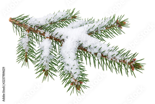 Snowy pine branch isolated on transparent background