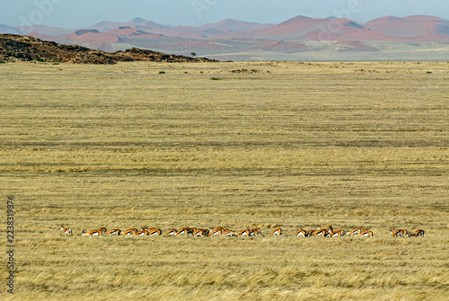 View of springboks grazing in the grassland